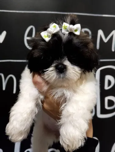 ShihTzu pequeno, Vermifugado, 10x no cartão sem juros
