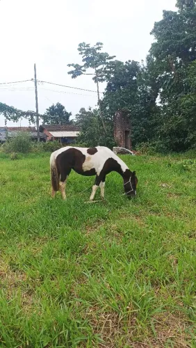 Potra crioula!!