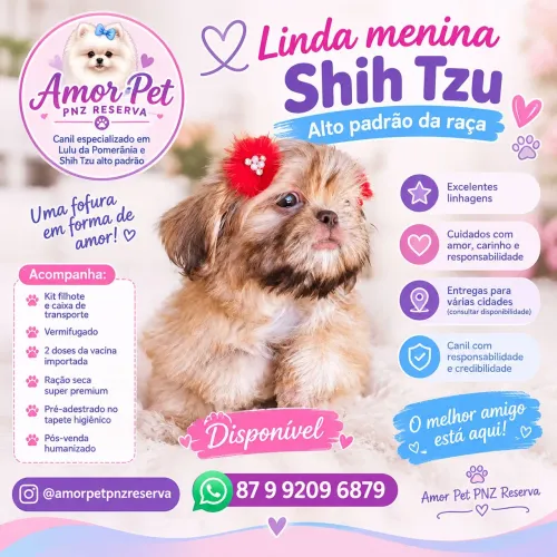 Filhote shih Tzu fêmea