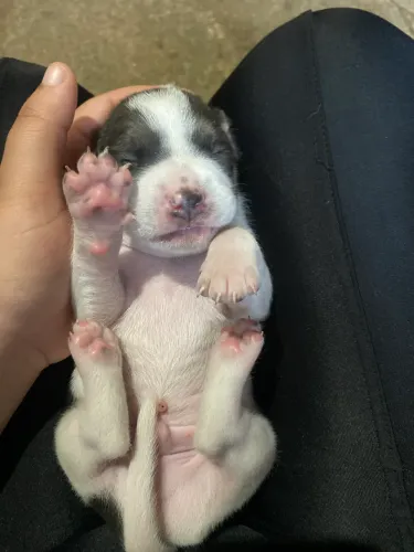 Doação de cachorros macho 