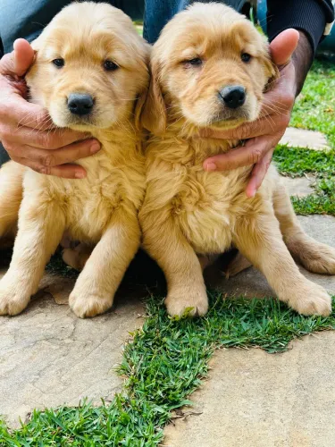 Golden Retriever Promoção