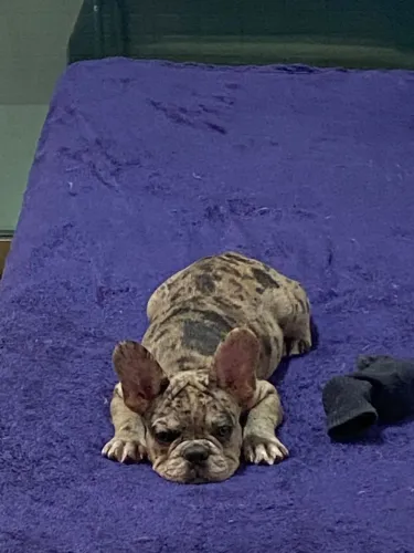 Bulldog francês exotico.