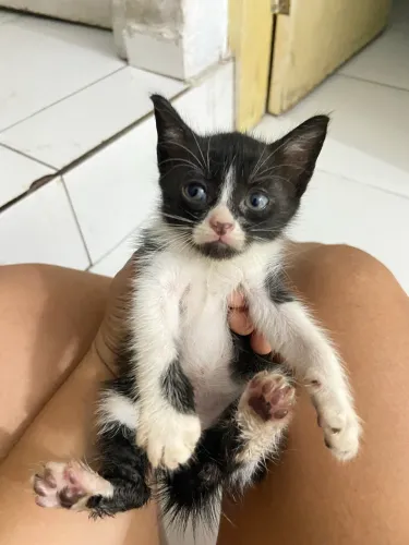 DOAÇÃO DE GATINHOS