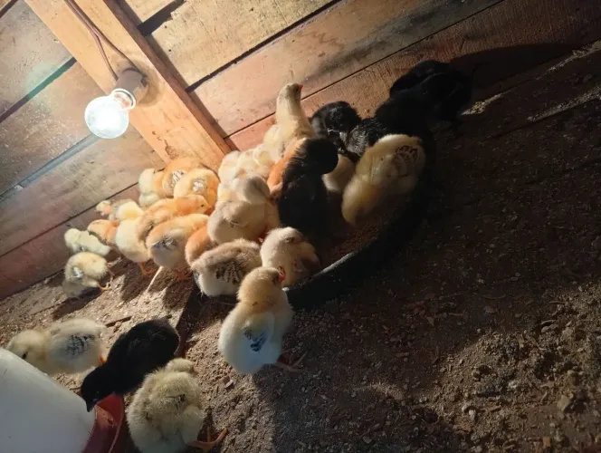 Vendo lote pintinhos caipiras.