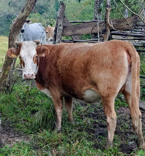 Vacas a 10.90 R$ o kg