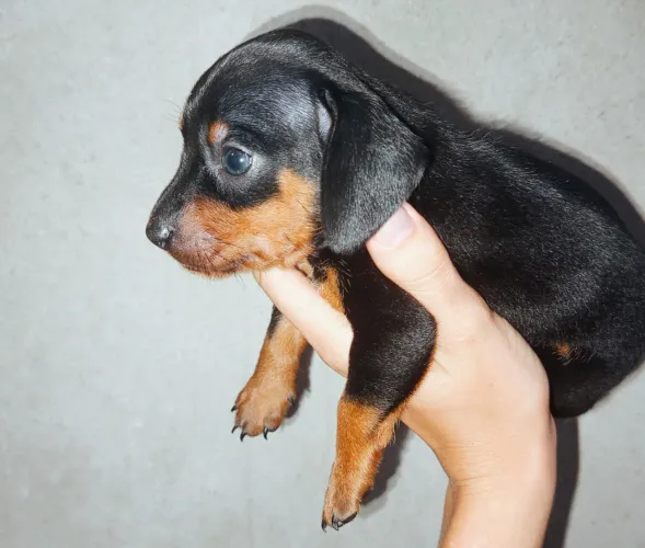 Filhote de Dachshund, salsichinha 