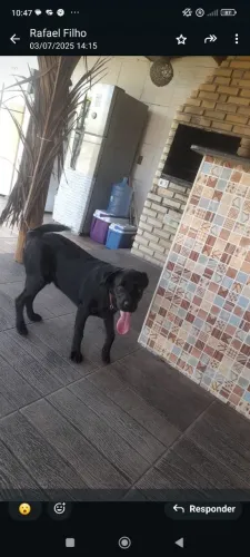 Doa-se cachorros e gato