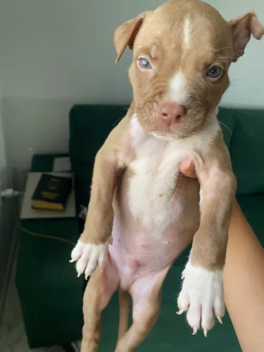 Filhote de Pitbull 
