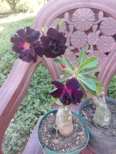 Rosas do deserto