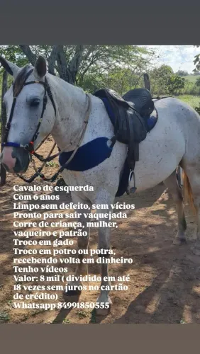 Ótima oportunidade, lindo cavalo de esquerda