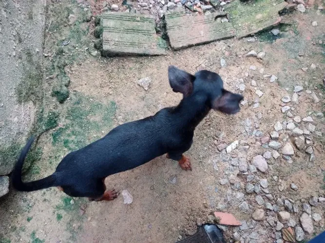 Pinscher macho