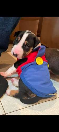 Bull terrier Filhote Branco Tricolor Down Face Macho Com Pedigree