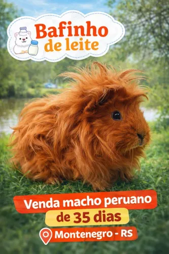 Porquinhos da índia 