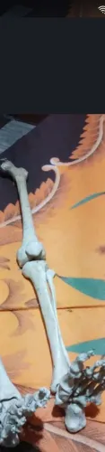 Vendo uma pernas de esqueleto humano feito de materi que simula osso