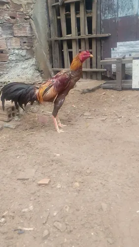 Frango de raça