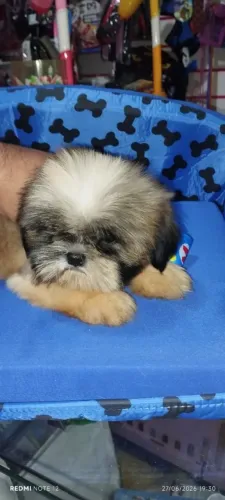 Shitzu macho mini