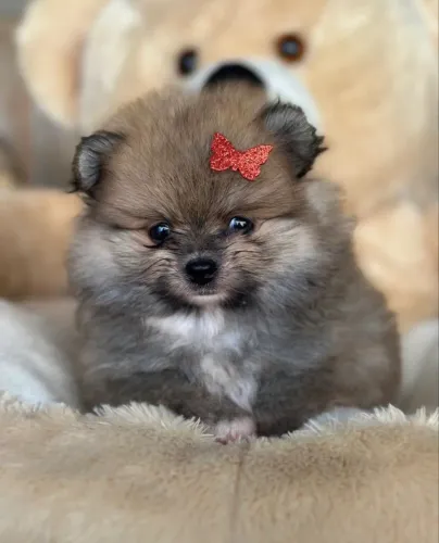 Fêmea laranja de Lulu da pomerânia - filhotes lindos disponíveis 