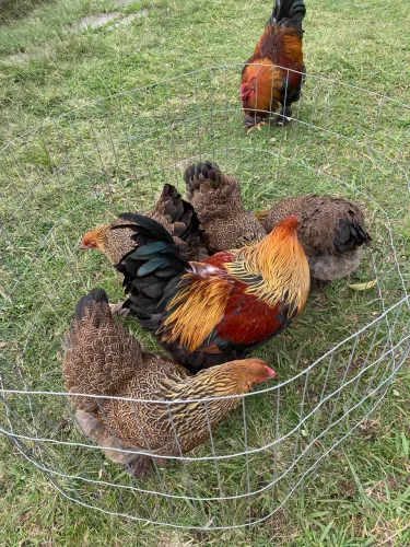 Galinhas Brahmas- Aves Ornamentais