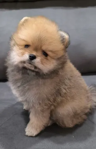 Lulu da Pomerânia 