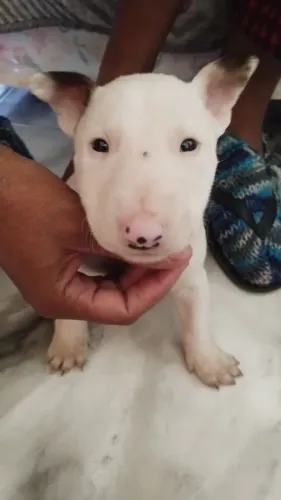 Bull terrier macho