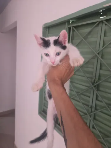 Adoção responsável