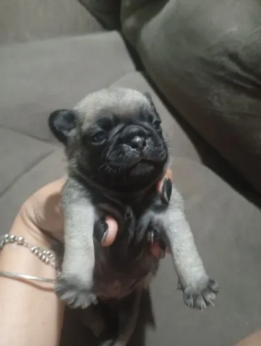 Pug