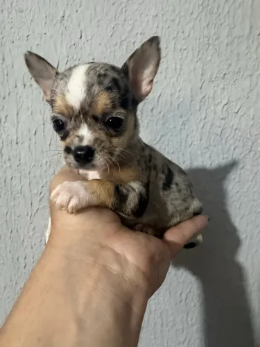 Chihuahua macho act cartão parcelo 12 x 