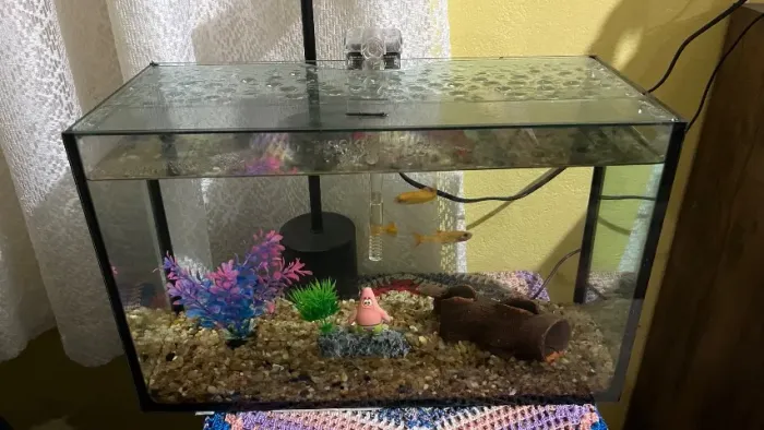 Aquário ornamental