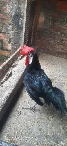 Galo palhaço e galinha indio