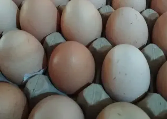 Ovos de galinha gsd ga