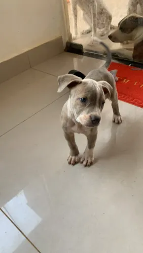 Cachorro