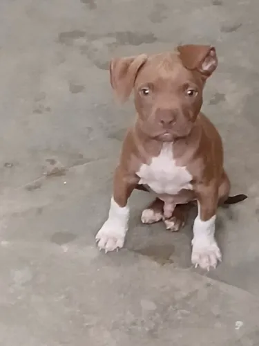 Filhote de pitbull macho
