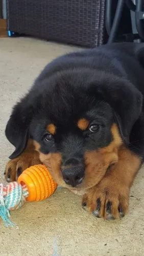 Rottweiler Filhotinho disponível para quem deseja conhecer