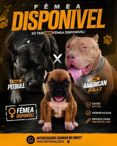 PITBULL