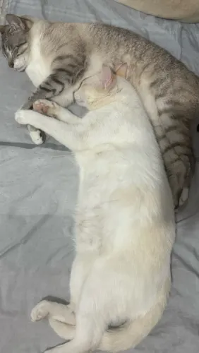 Gato