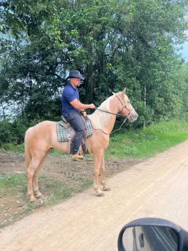 Cavalo manga larga amarilho