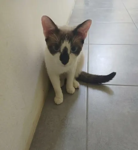 Gatinha doação