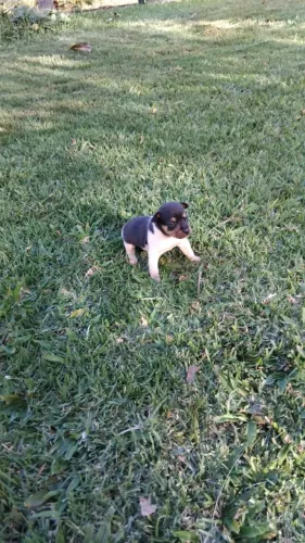 Fox Paulistinha Fêmea 