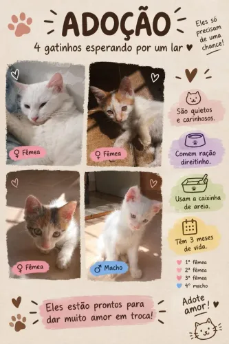 Lindos gatinho a procura de um lar