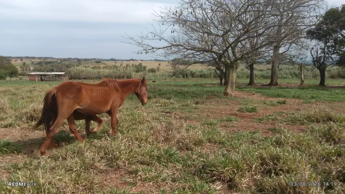 Égua linda, sadia e ainda não domada ? oportunidade única!