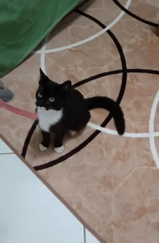 Adoção Gatinho