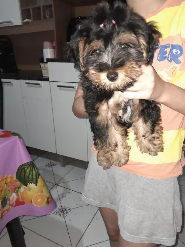 Vendo um filhote de yorkshire