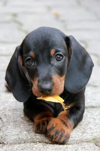 Dachshund / Teckel Alegria que nasce da presença