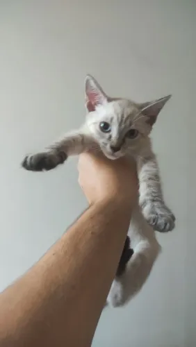 Doação Gatinha Fêmea 