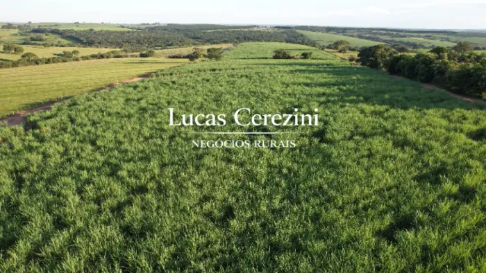 14 alqueires 12 em cana usina COFCO