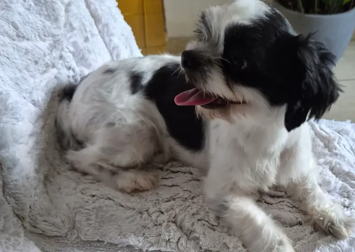 Shih Tzu fêmea