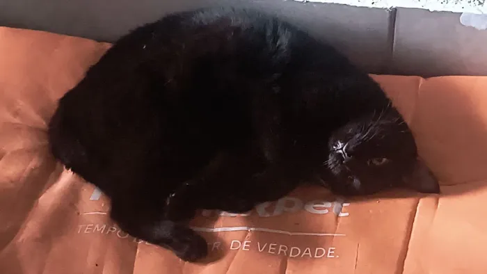 Doação Gatinha 1 ano e meio