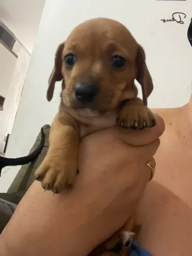 Filhote de Dachshund