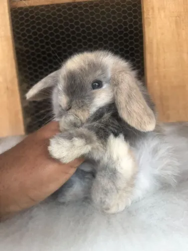Coelho da raça mini lop uruguaio arlequim - macho