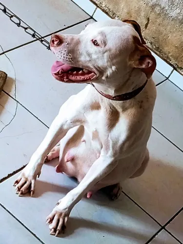 Filhotes de Pitbull macho e fêmea